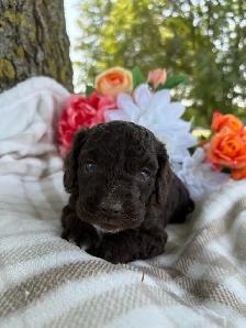 "Peter" Cockapoo