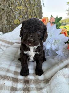 "Peter" Cockapoo - Photo 2
