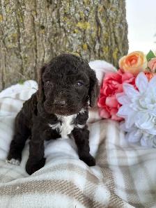 "Peter" Cockapoo - Photo 3