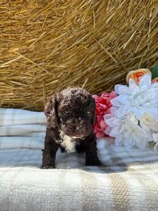"Peter" Cockapoo - Photo 4