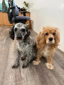 "Peter" Cockapoo - Photo 5