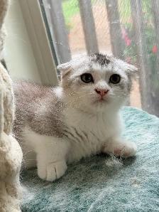Munchkin Scottish Fold Kitten Boy - Photo 2