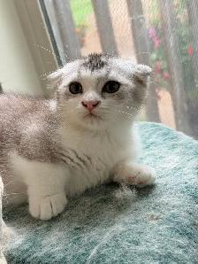 Munchkin Scottish Fold Kitten Boy - Photo 4