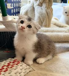 Munchkin Scottish Fold Kitten Boy - Photo 6