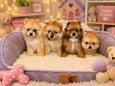 Chiots Pomeranien