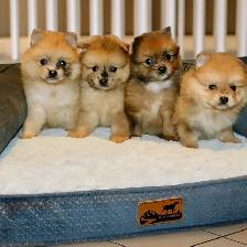 Chiots Pomeranien - Photo 2
