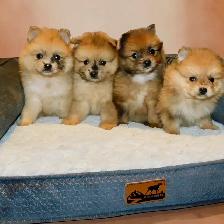 Chiots Pomeranien - Photo 3