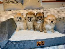 Chiots Pomeranien - Photo 4