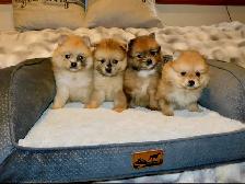 Chiots Pomeranien - Photo 5