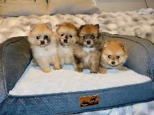 Chiots Pomeranien - Photo 6