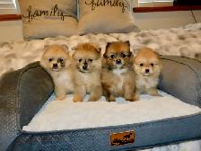 Chiots Pomeranien - Photo 7