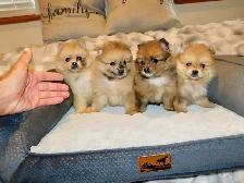 Chiots Pomeranien - Photo 8