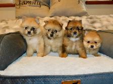 Chiots Pomeranien - Photo 9