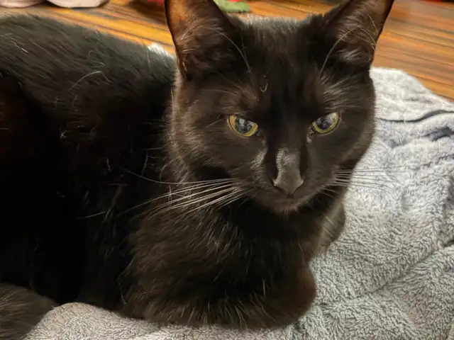 MISSING CAT: BLACK SHORTHAIR IN PIMLICO