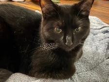 MISSING CAT: BLACK SHORTHAIR IN PIMLICO