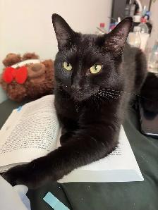 MISSING CAT: BLACK SHORTHAIR IN PIMLICO - Photo 3