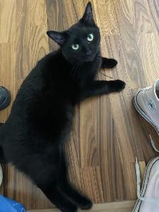MISSING CAT: BLACK SHORTHAIR IN PIMLICO - Photo 4