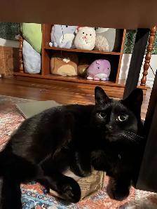 MISSING CAT: BLACK SHORTHAIR IN PIMLICO - Photo 5