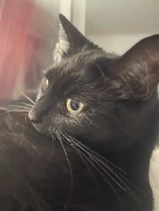 MISSING CAT: BLACK SHORTHAIR IN PIMLICO - Photo 6