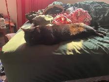 MISSING CAT: BLACK SHORTHAIR IN PIMLICO - Photo 9