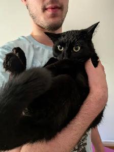 MISSING CAT: BLACK SHORTHAIR IN PIMLICO - Photo 2
