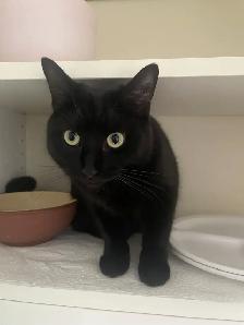MISSING CAT: BLACK SHORTHAIR IN PIMLICO - Photo 7