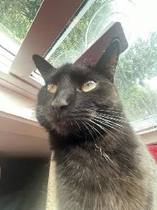 MISSING CAT: BLACK SHORTHAIR IN PIMLICO - Photo 8
