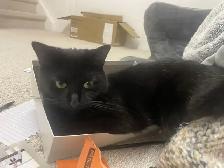 MISSING CAT: BLACK SHORTHAIR IN PIMLICO - Photo 10