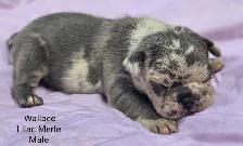 FRENCHTON puppies