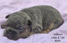 FRENCHTON puppies - Photo 2