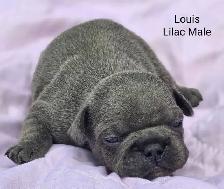 FRENCHTON puppies - Photo 3