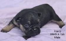 FRENCHTON puppies - Photo 4
