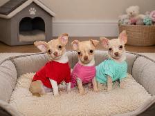 Chiots chihuahua de disponible - Photo 2