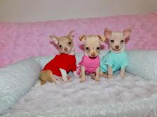 Chiots chihuahua de disponible - Photo 4