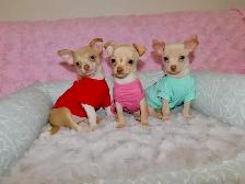 Chiots chihuahua de disponible - Photo 5