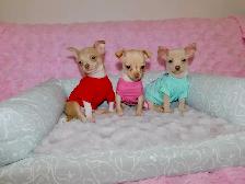 Chiots chihuahua de disponible - Photo 6