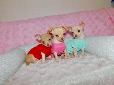 Chiots chihuahua de disponible - Photo 7