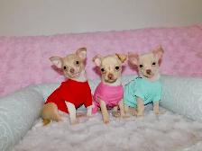 Chiots chihuahua de disponible - Photo 8