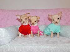 Chiots chihuahua de disponible - Photo 9
