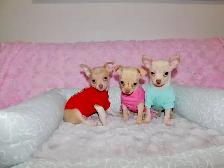 Chiots chihuahua de disponible - Photo 10