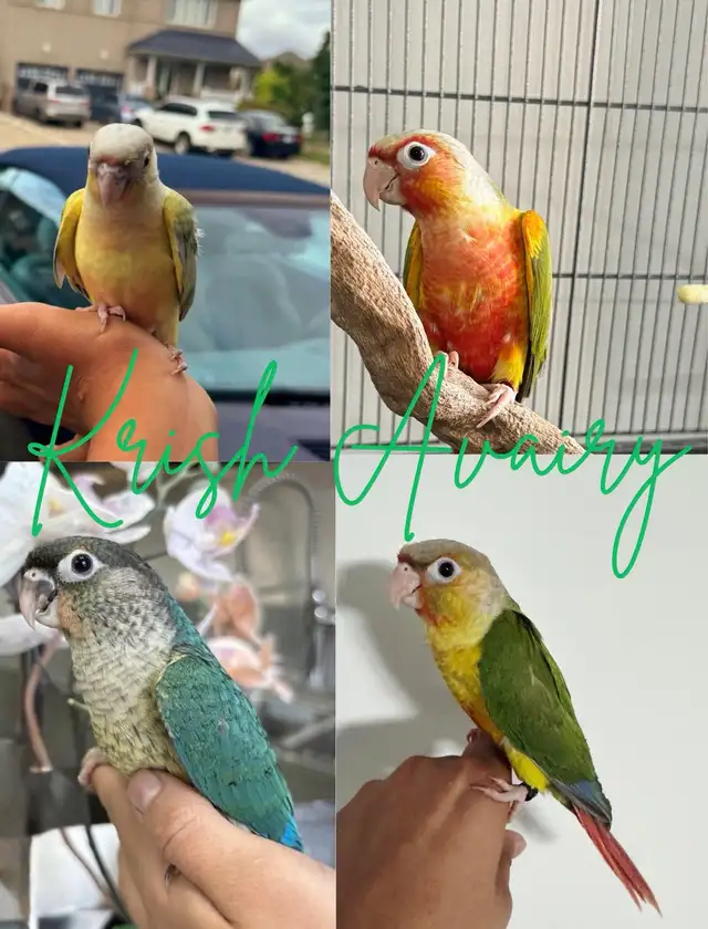 Baby Conures