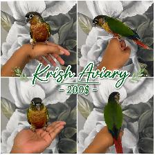 Baby Conures - Photo 3