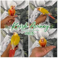 Baby Conures - Photo 5