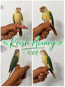 Baby Conures - Photo 8