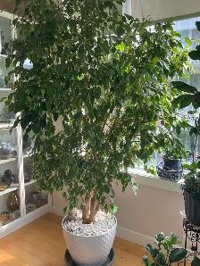 Healthy 2 meter Fig tree in pot $50 ph 780-434-4472