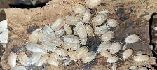 Isopods and Springtails