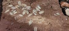 Isopods and Springtails - Photo 2