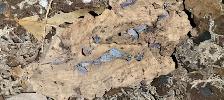 Isopods and Springtails - Photo 3