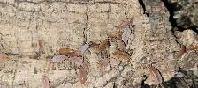 Isopods and Springtails - Photo 4