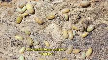 Isopods and Springtails - Photo 8